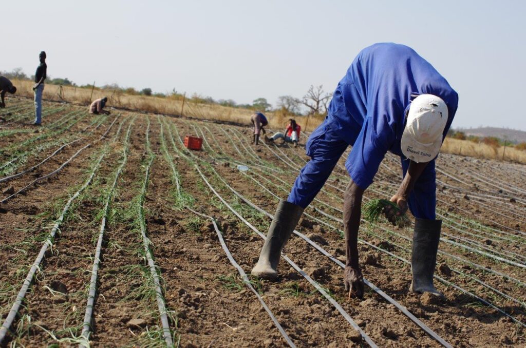 Investissement Agriculture Sénégal